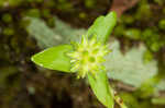 Sharplobe hepatica